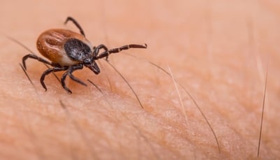 Borréliose de Lyme et autres maladies vectorielles à tique